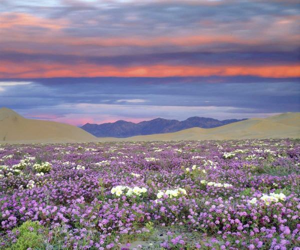 CA, Anza-Borrego Desert wildflowers at sunset